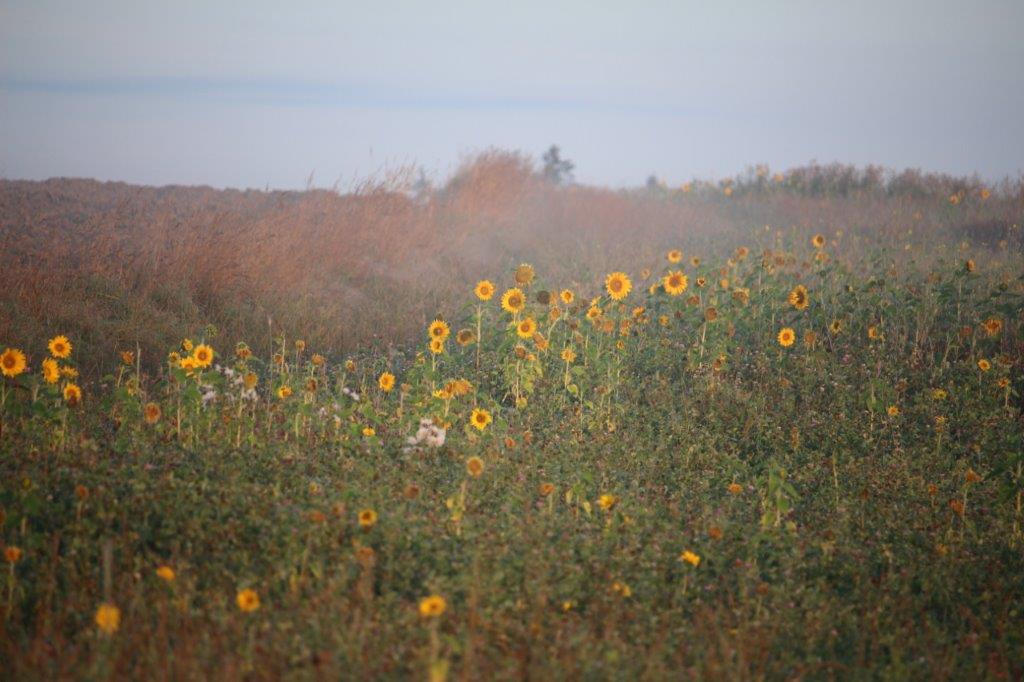 Sonnenblumen freuen sich in der aufgehenden Sonne.