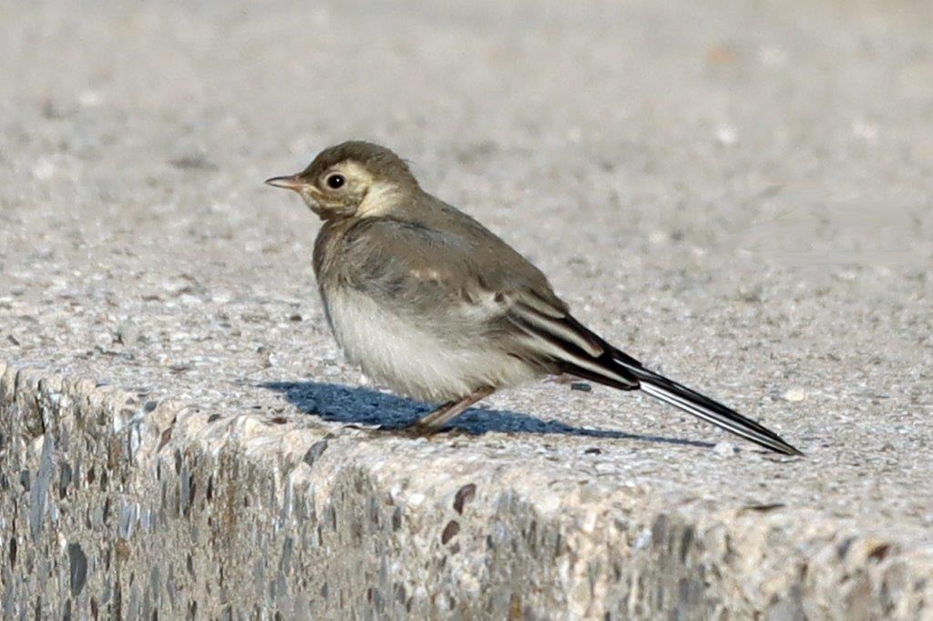 Bachstelze, female