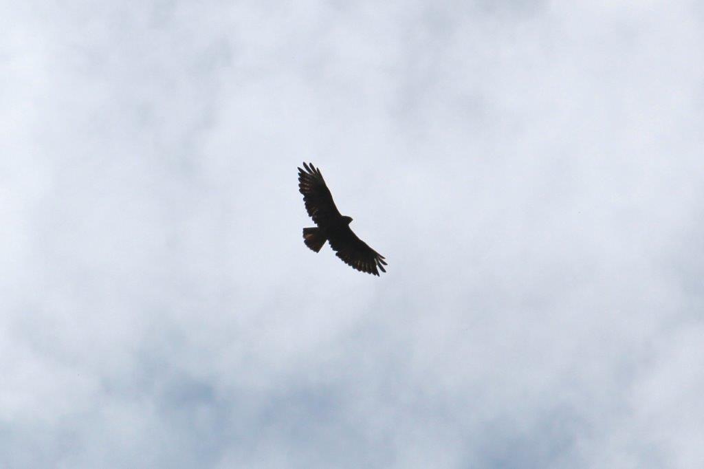 Mäusebussard