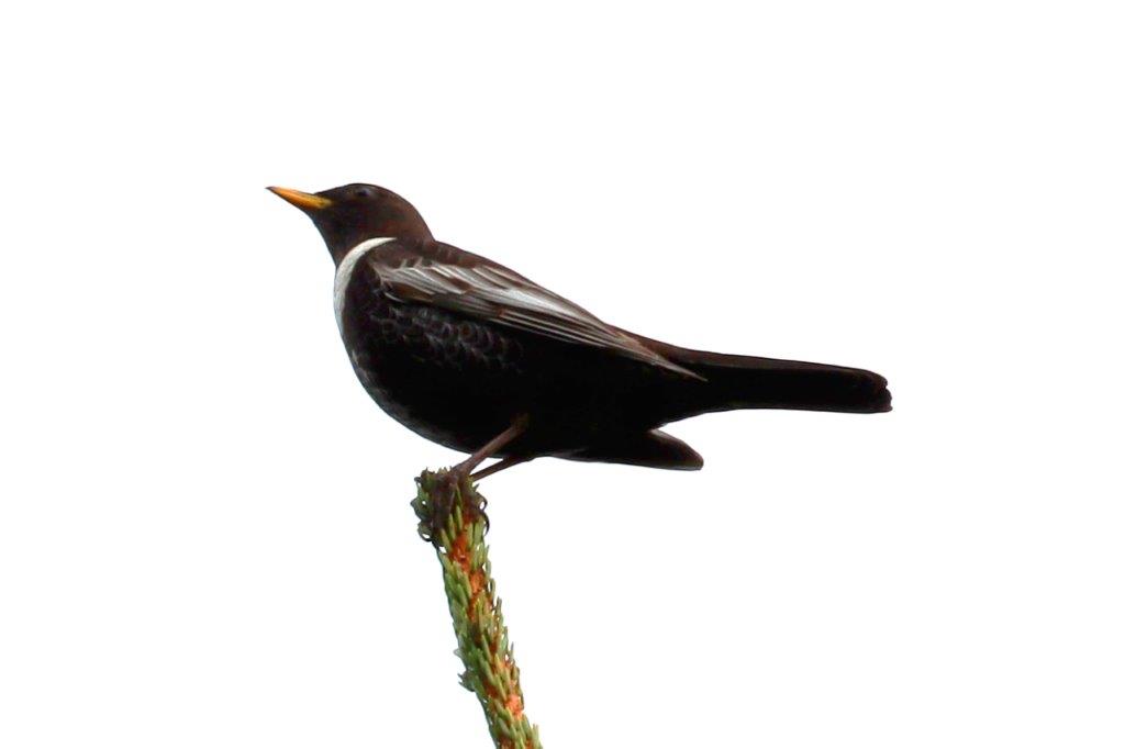 Ringdrossel