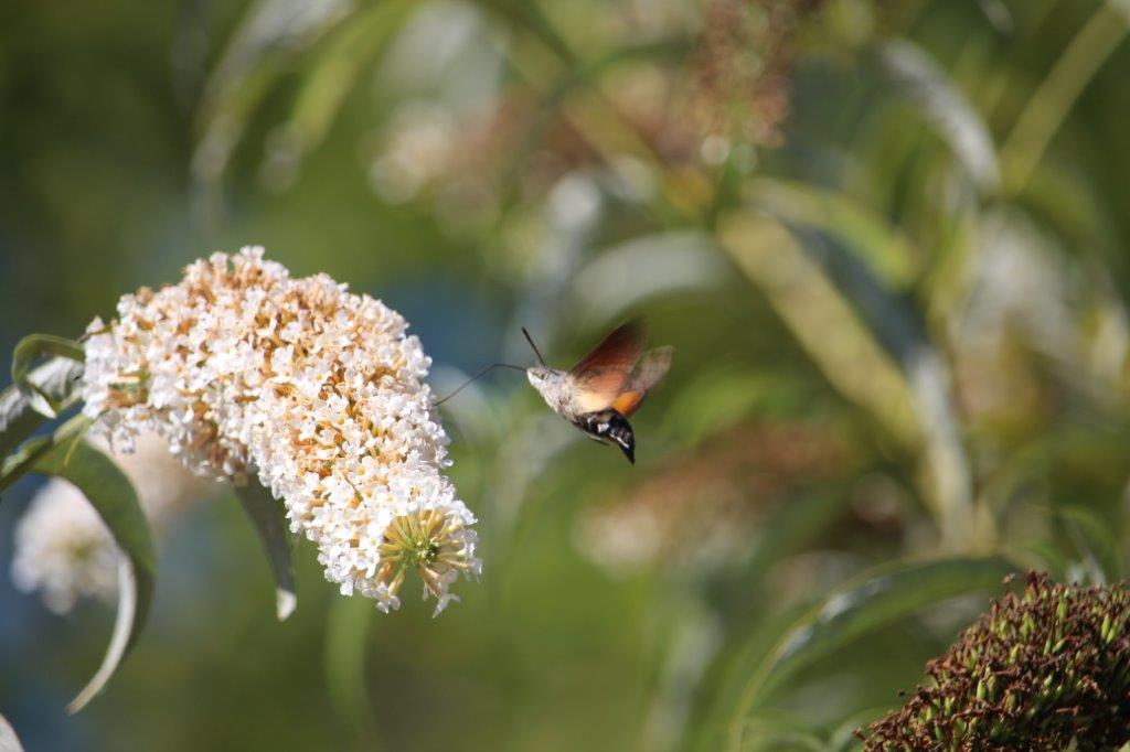 Schmetterlingsflieder mit Taubenschwänzchen 