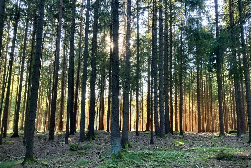 Oktober - Hoheneicher Wald, NÖ, © Stefanie Grüssl