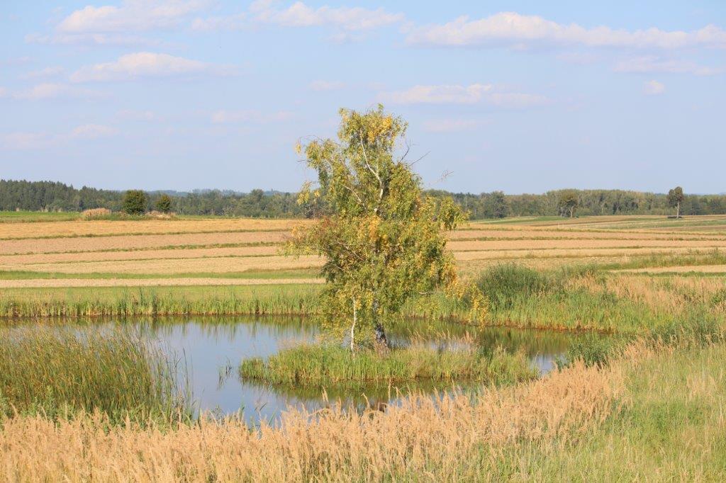 Teich bei Ullrichs