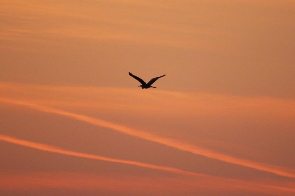 Graureiher im Morgenrot, gar nicht grau!