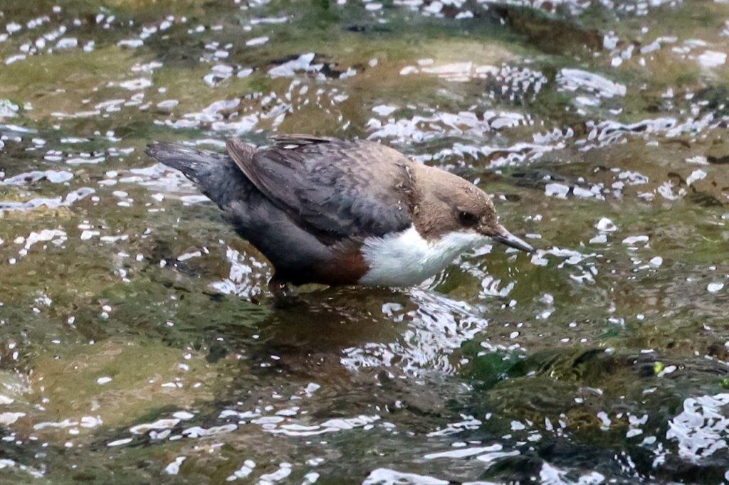 Wasseramsel