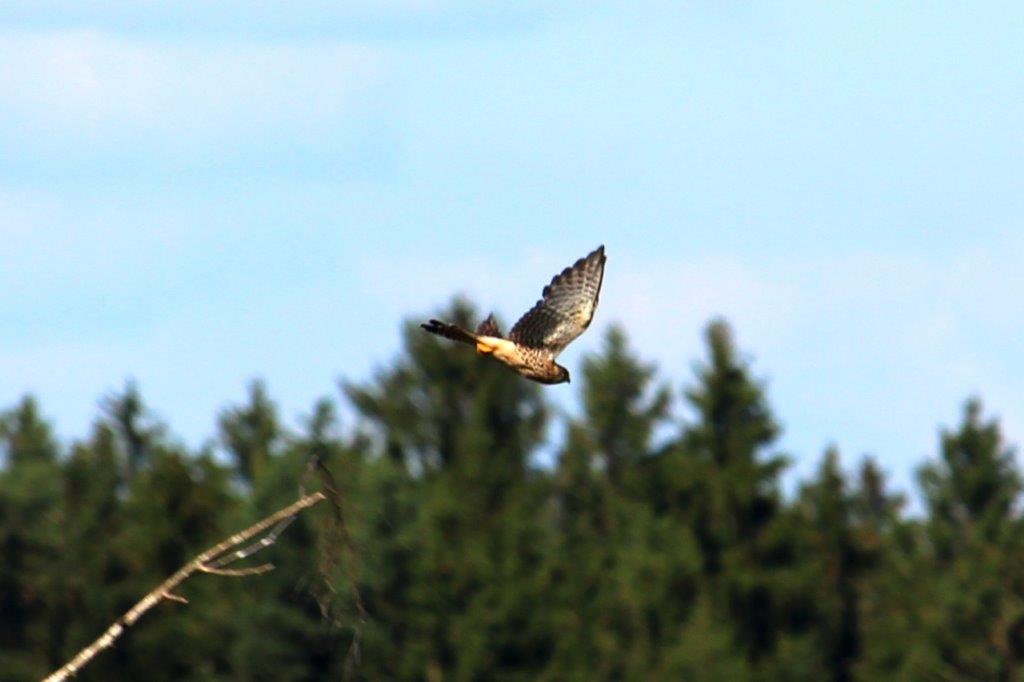 Falke fliegt Richtung Feld, zum Rütteln. Arme Mäuse!