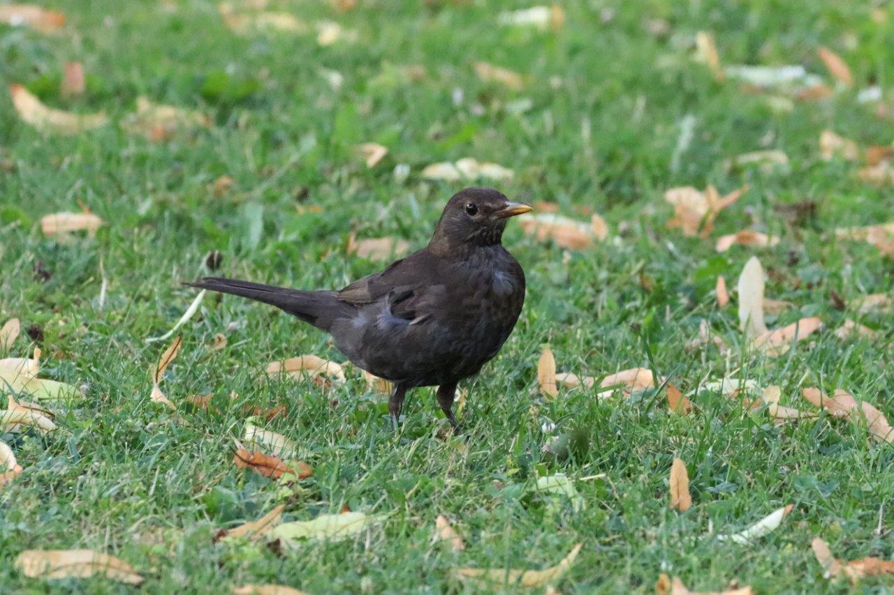 Amsel