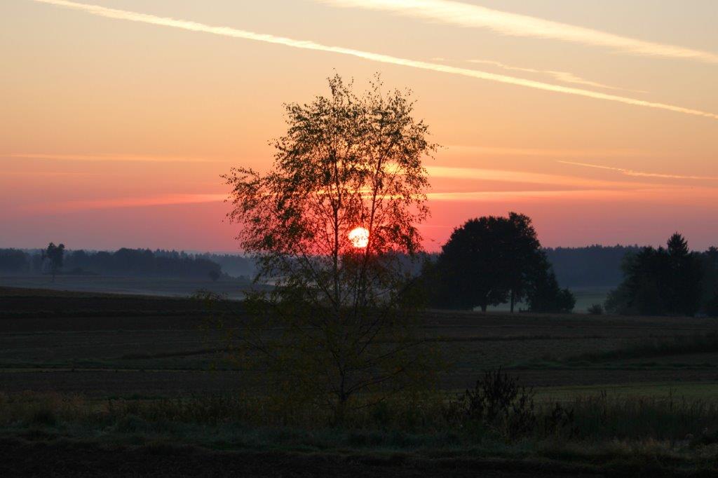 Die Sonne erscheint schon wieder hinter einem Baum!