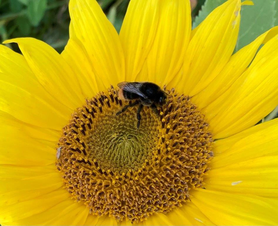 Steinhummel auf Sonnenblume