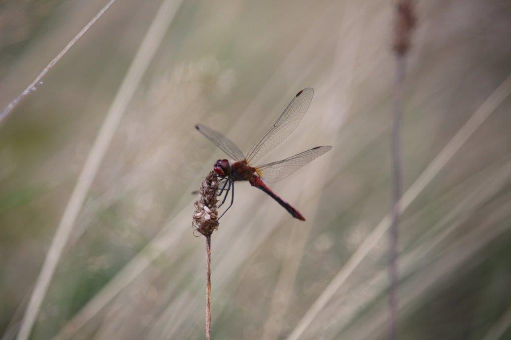 Rote Heidelibelle trotzt dem Wind.