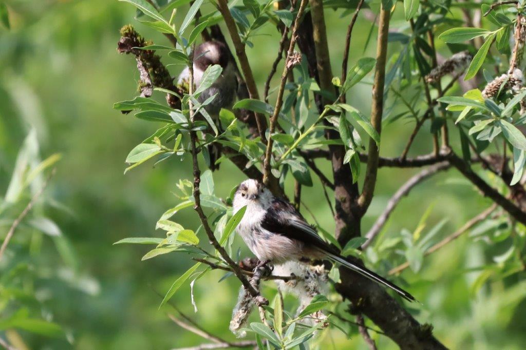 Schwanzmeise Duo