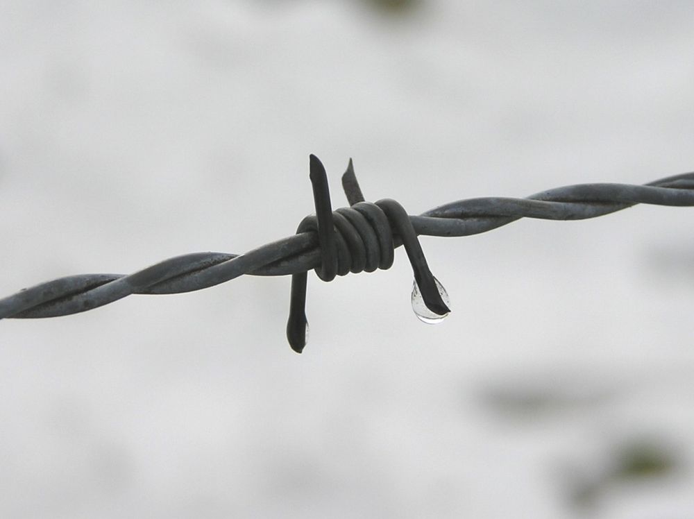 "Drahtträne......Kommentarloses Fundstück"   Foto Stefanie Grüssl