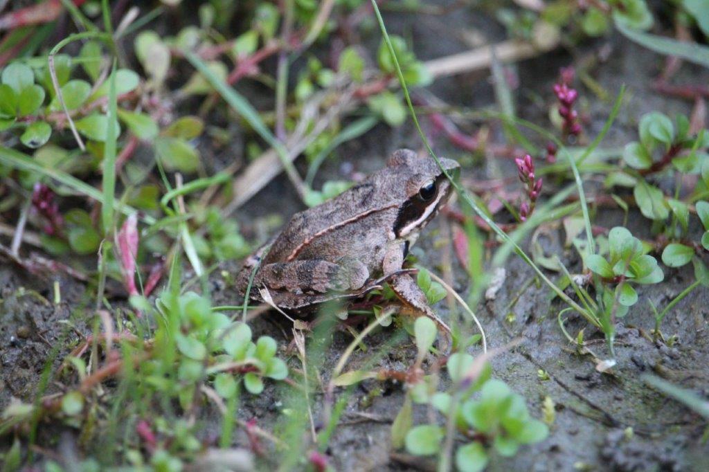 Springfrosch - nur kurz gesehen.