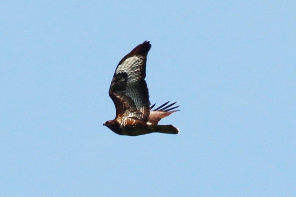 Mäusebussard