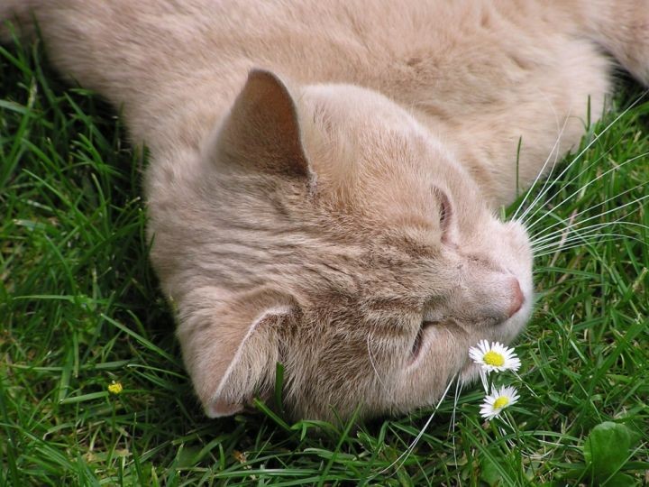 KATERBLÜMCHEN        Foto: Stefanie Grüssl