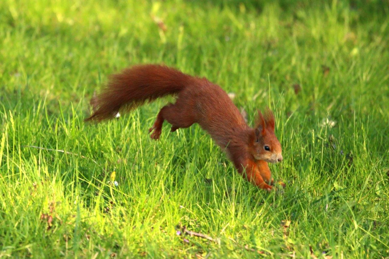 Eichhörnchen