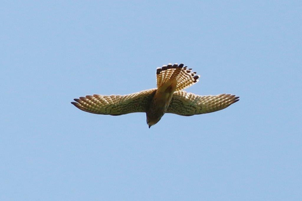 Turmfalke
