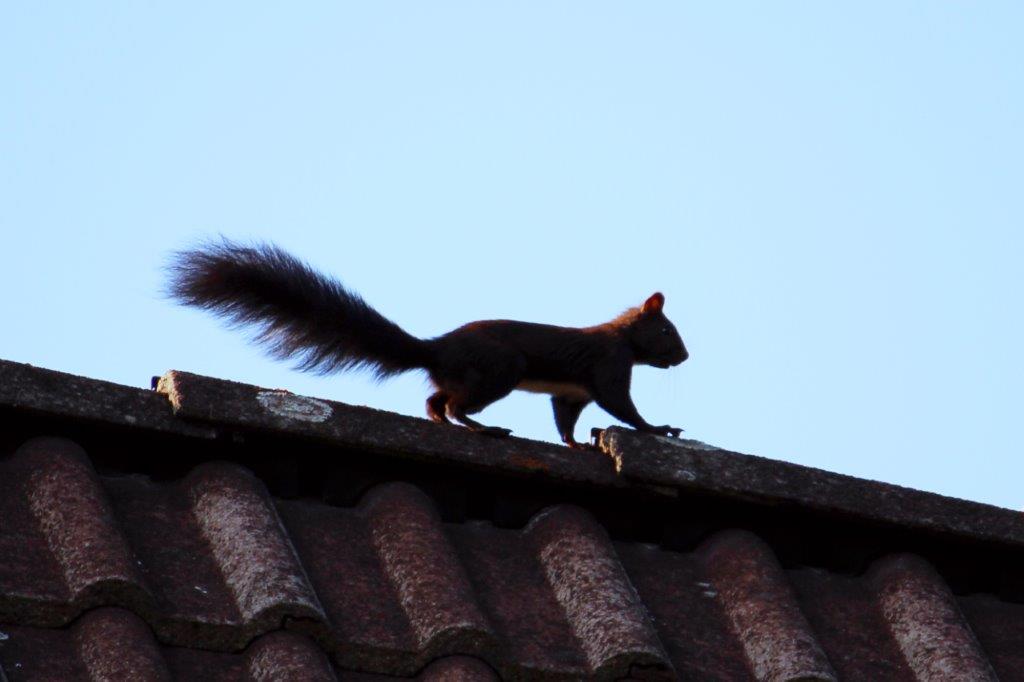 Eichhörnchen spaziert über das Dach.