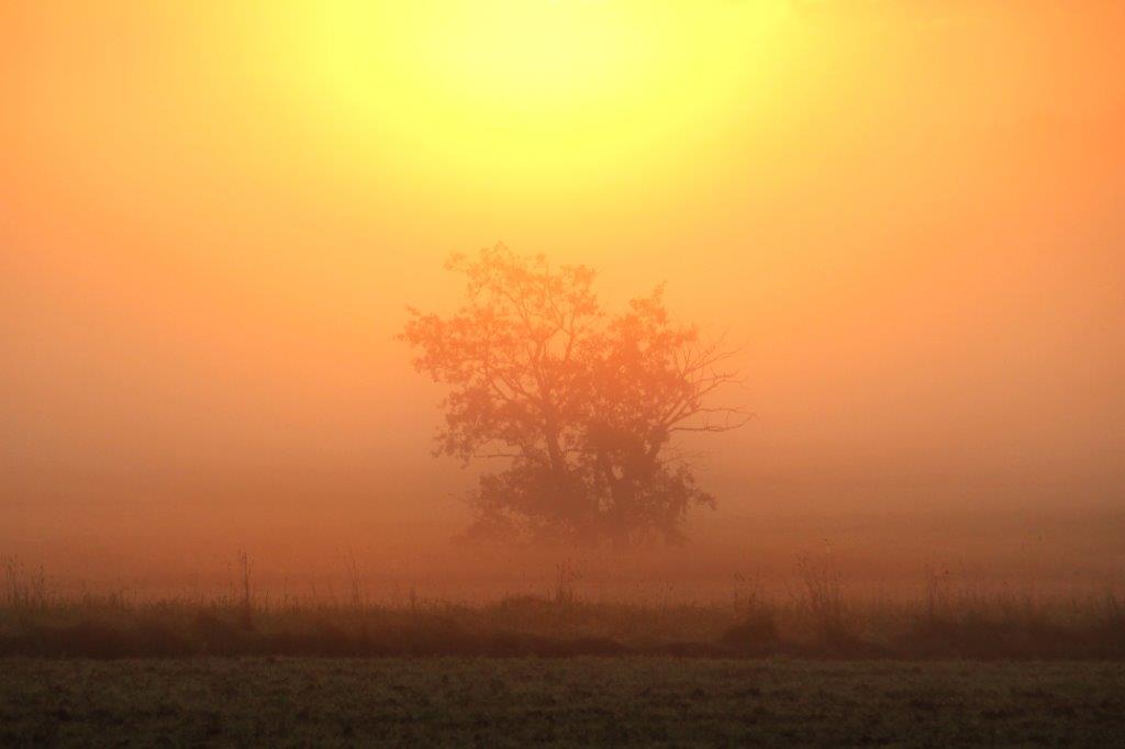 Malerische Mischung aus Morgennebel, Licht und Baum