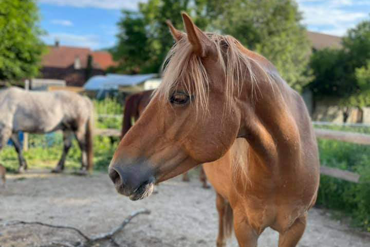 Aller herzlichstes Willkommen liebe Molly