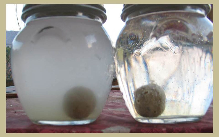 Was passiert mit einem Boilie im Wasser? Osmose und Attraktion erklärt