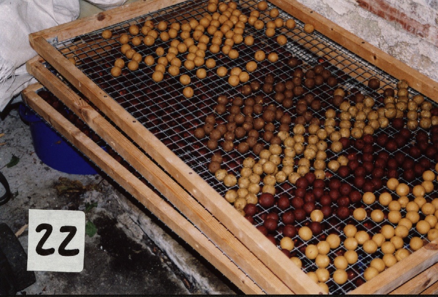 Come abituare le carpe alle boilies il video
