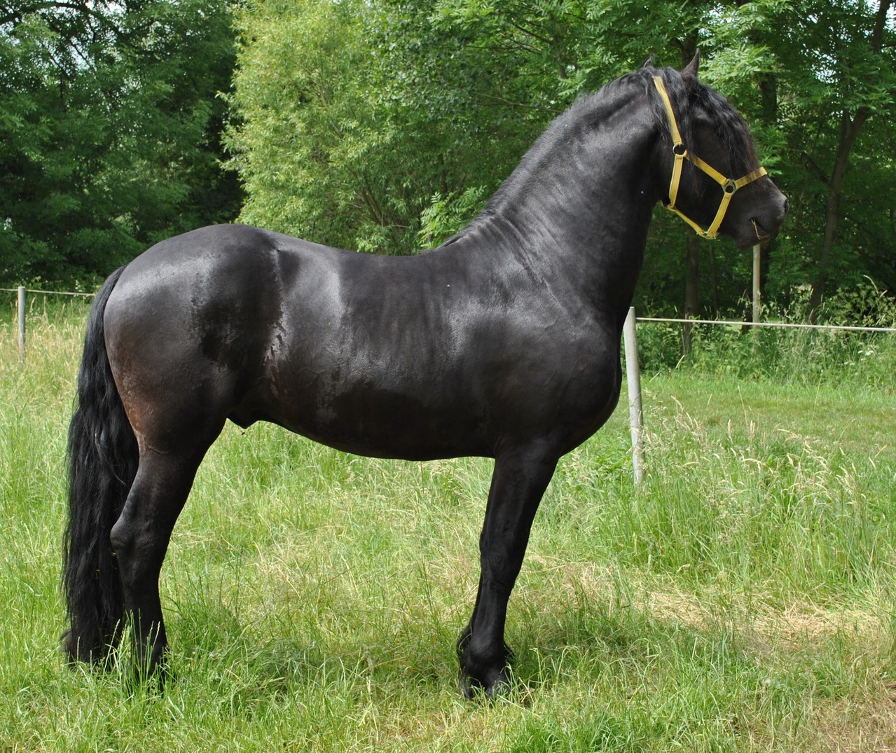 Der Friese fairytalehorsess Webseite!