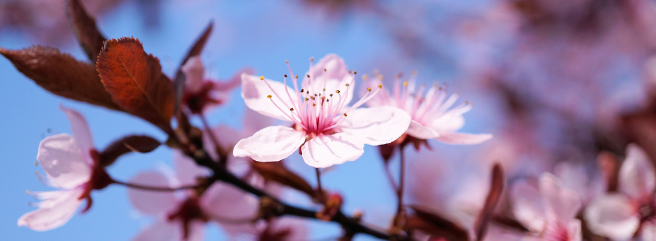 Kirschbaumblüte Kirschblüte