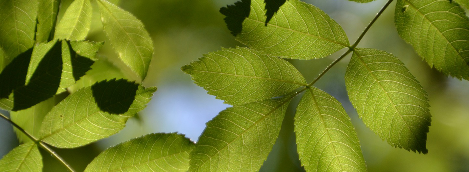 Eschenblätter im Wald