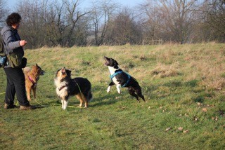 Ute mit Bessie, Kimi und Linux