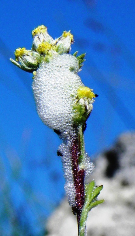 Edelraute, Echte-, Artemisia umbelliformis mit Schaumzikade