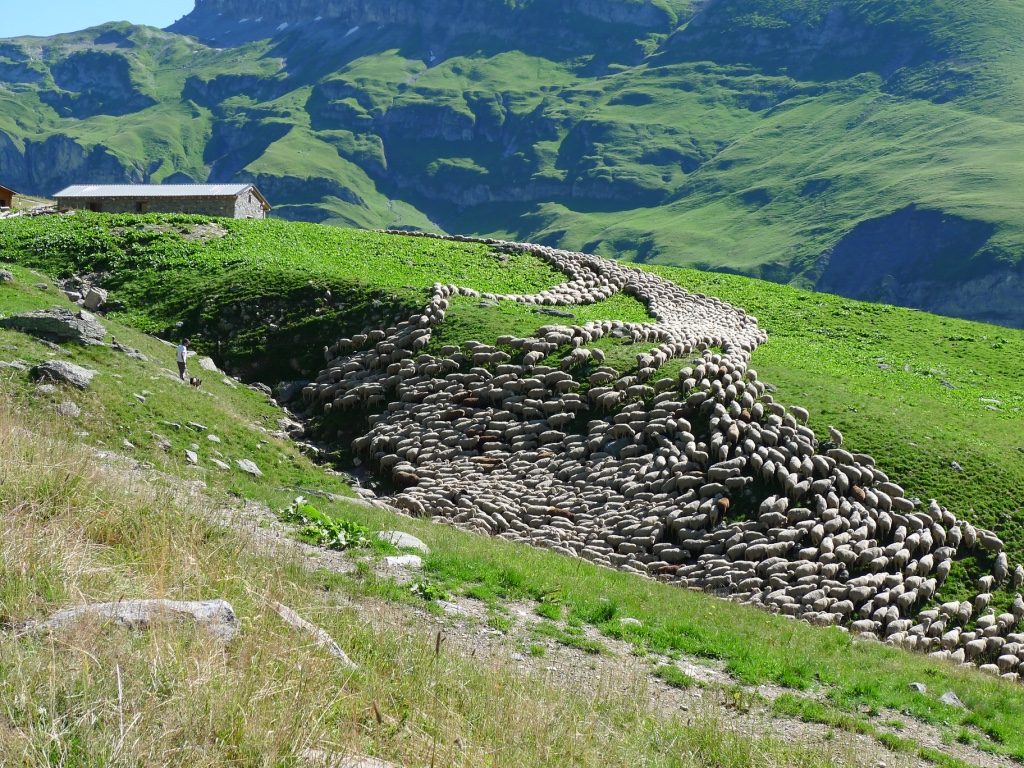 Troupeau de moutons