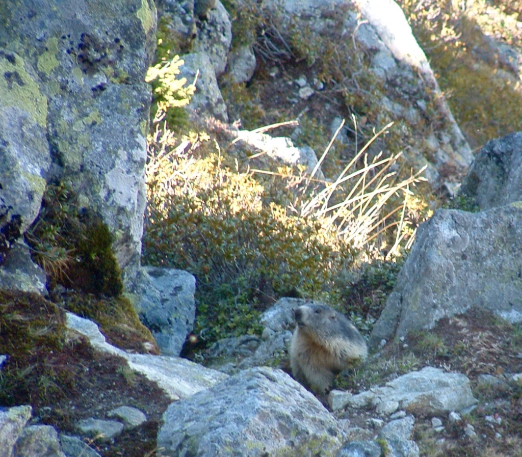 Marmotte qui pointe son nez