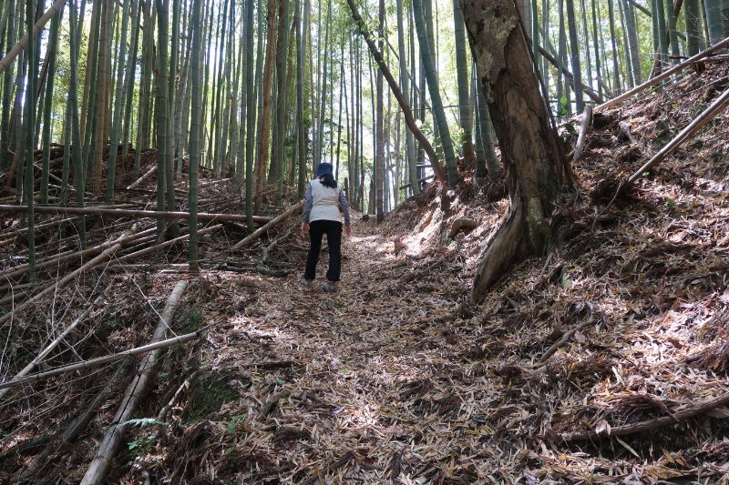 登山道