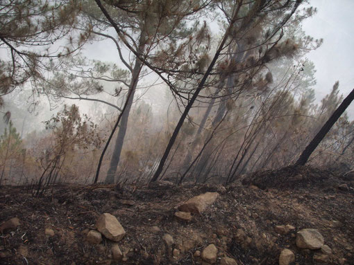 乾季に起こる山火事