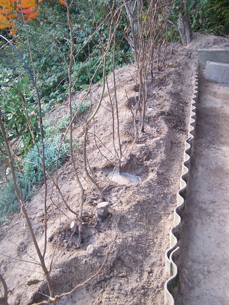 Austausch der Kirschlorbeerhecke lustaufgarten