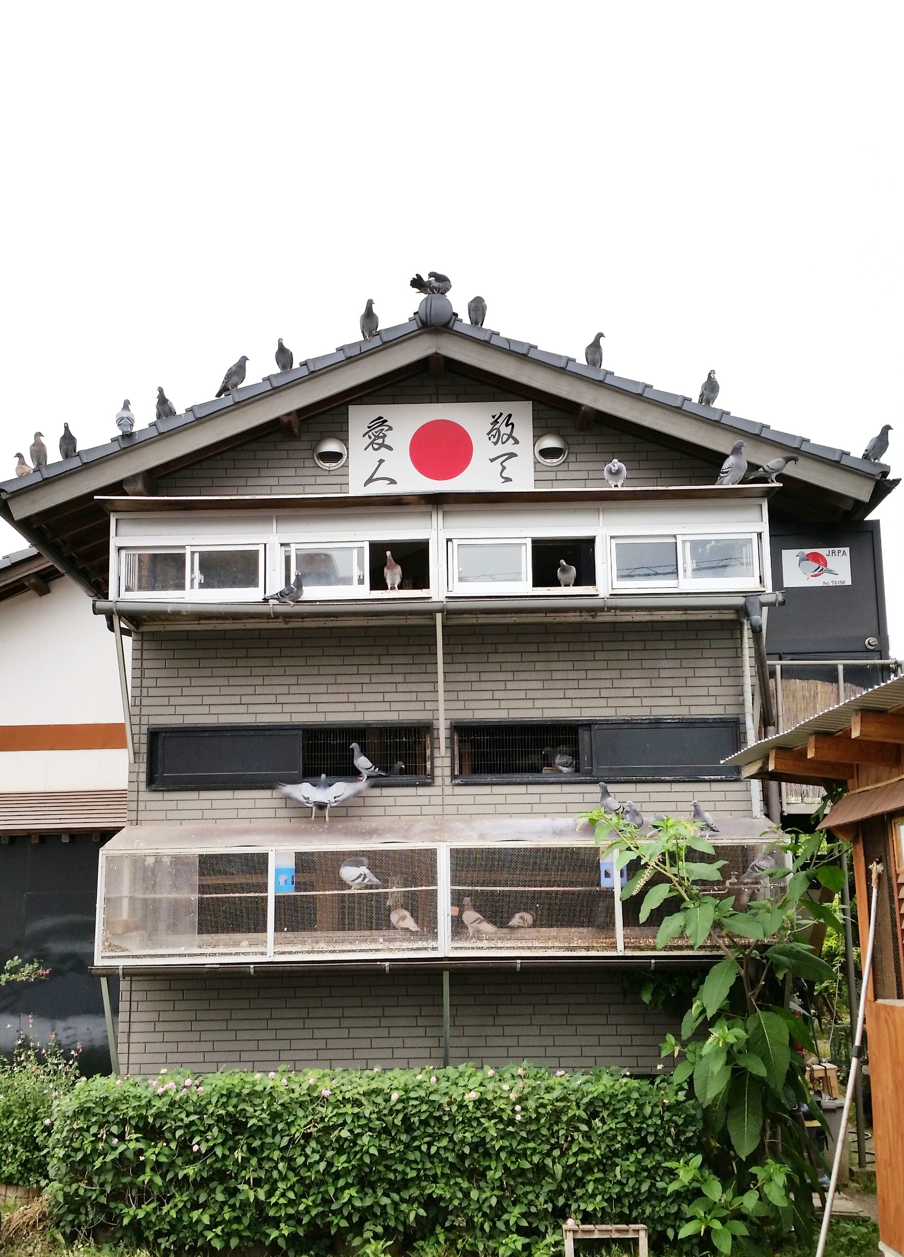 レース とまり木 9仕切りマス目棚　盆栽　苗木棚　工具棚　鳩道具　愛鳩の友レア とまり木 レース鳩 マス目棚 鳩小屋 盆栽 苗木育成棚 工具棚 鳩道具