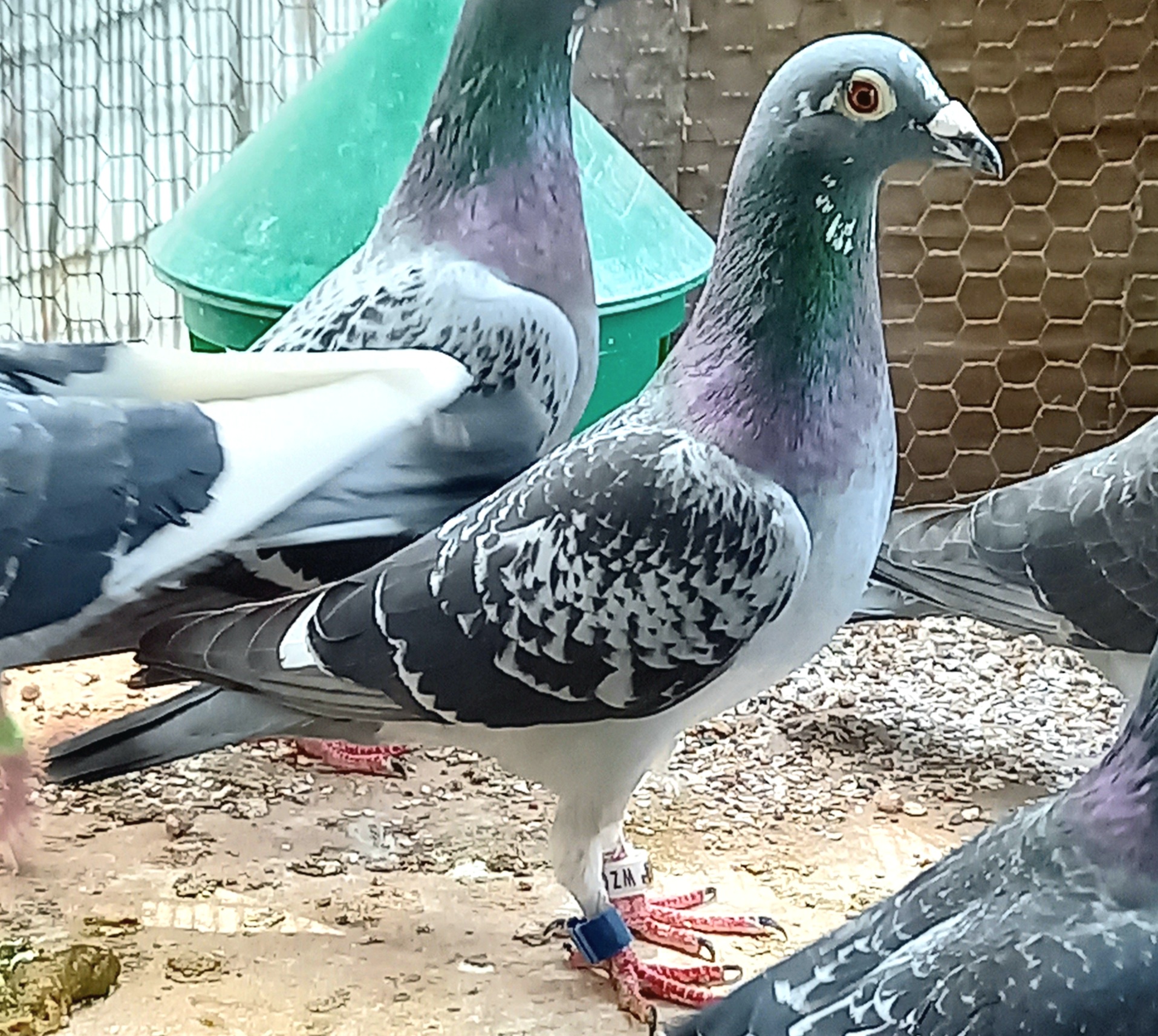 賃貸鳩舎 鳩レース 売れ筋 レース鳩