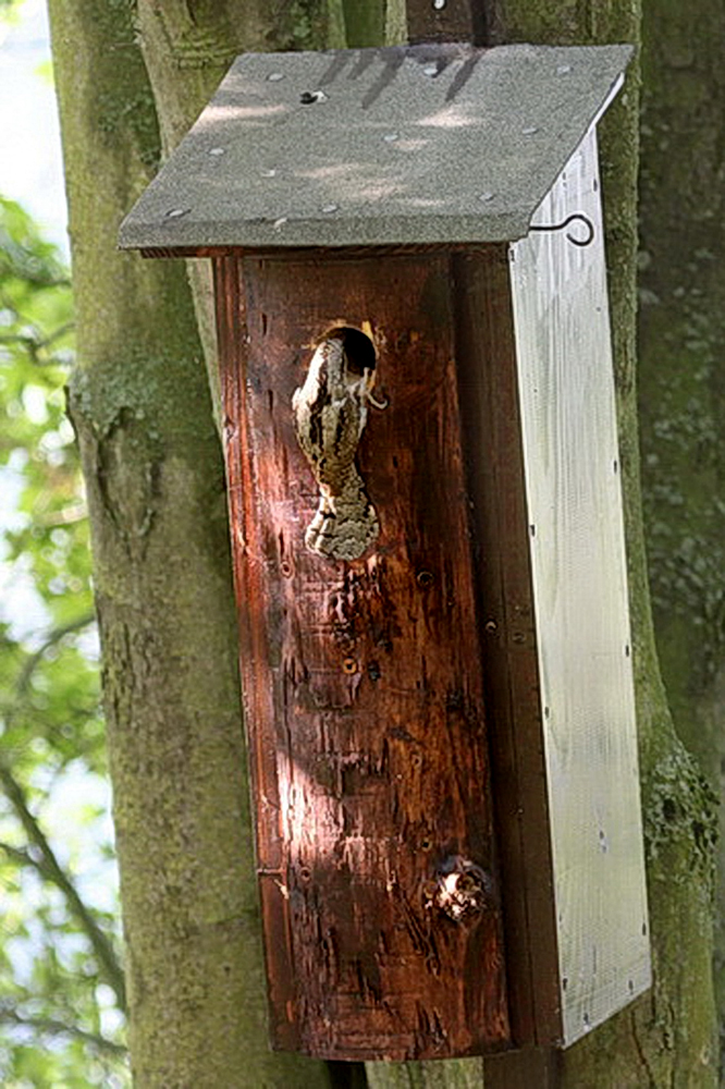 Foto: Peter Hess   Nisthilfe mit vorgebauten rohen Brett, das innen mit Querrillen versehen ist.