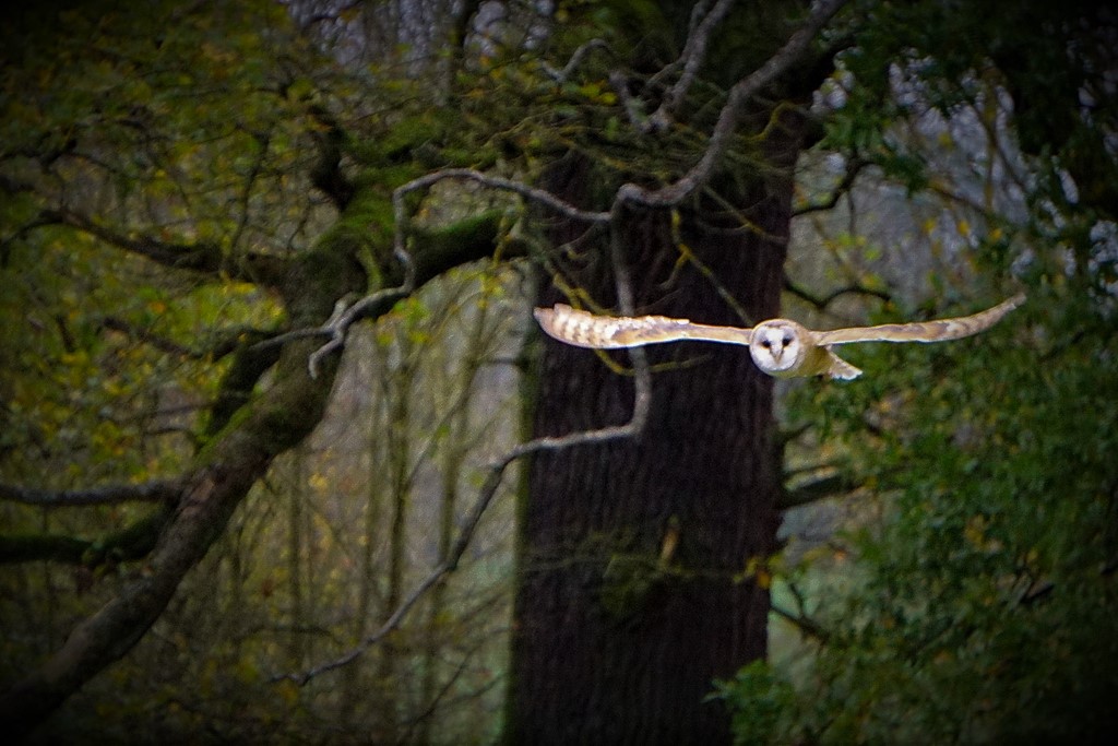 Foto: A. Röhm, Schleiereule im Anflug