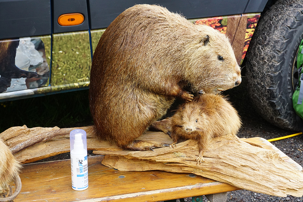 Foto: A. Röhm, Präparate des Nutrias mit Nachwuchs, die mit den Händen gestreichelt werden konnten. Natürlich wurden die Hände davor und danach desinfiziert. 