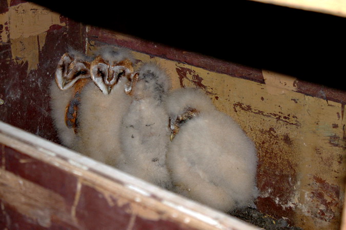 Foto: P. Hess, vier Nestlinge mit Altersunterschied. Nachdem das ersten Ei gelegt wurde, beginnt das Weibchen mit dem brüten. 