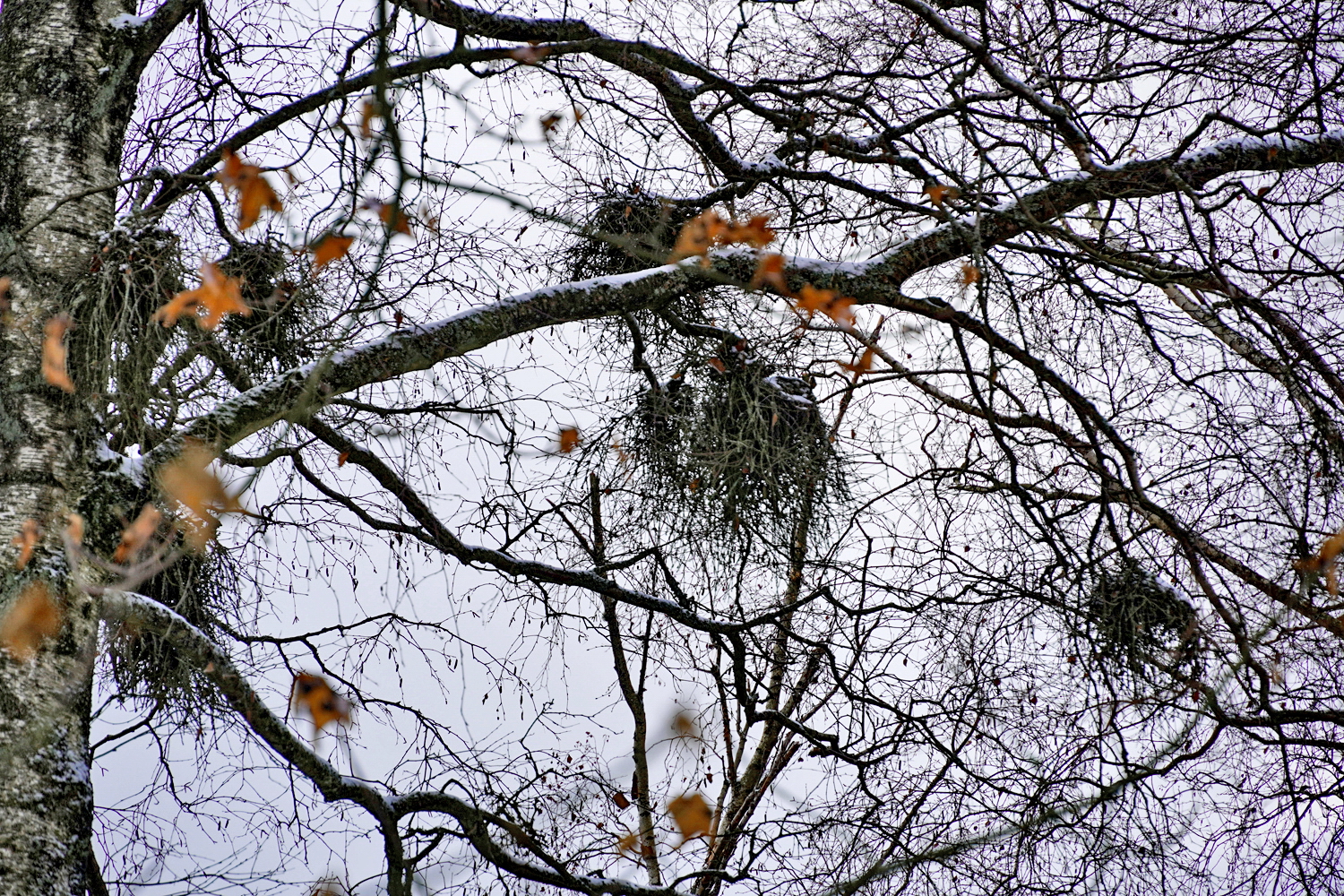 Foto: A.Röhm