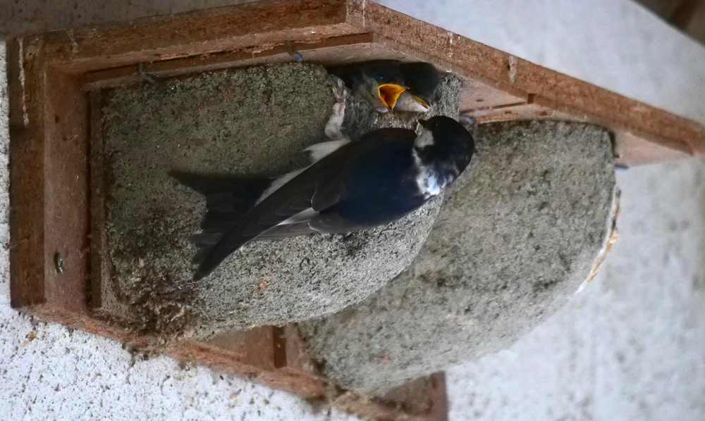Foto: P. Hess, auch vorgefertigte Nisthilfen werden von den Mehlschwalben gern angenommen.