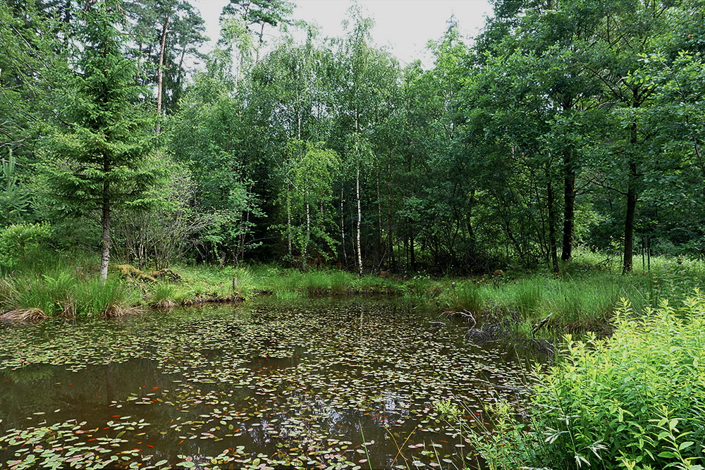 Foto: A. Röhm, Das ist der Teich, an dem das Camp stand. Dort entnahmen zwei Gruppen ihre Proben.
