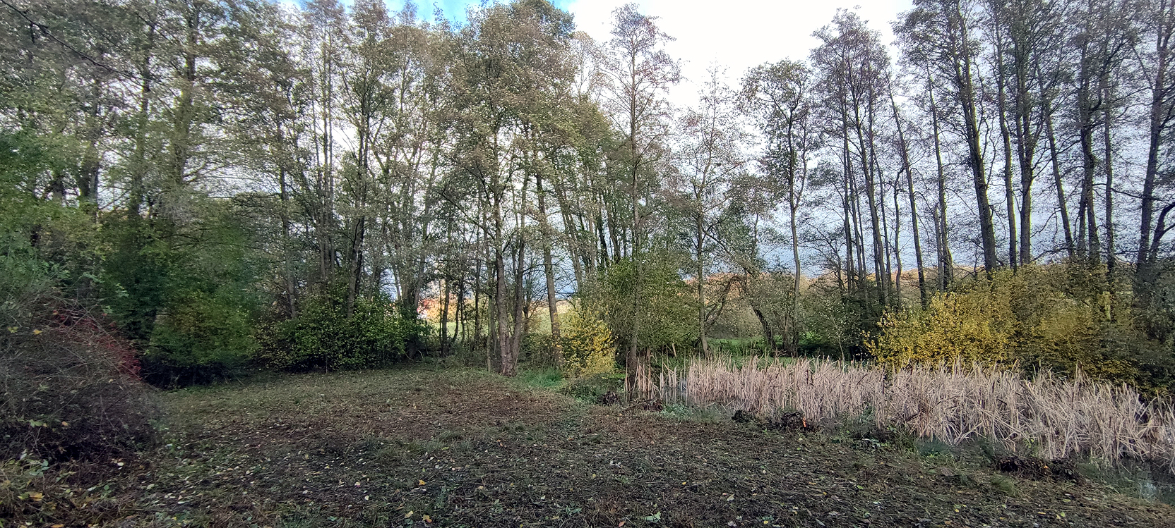 Die Teichränder wurden mit der STIHL Motorsense freigeschnitten