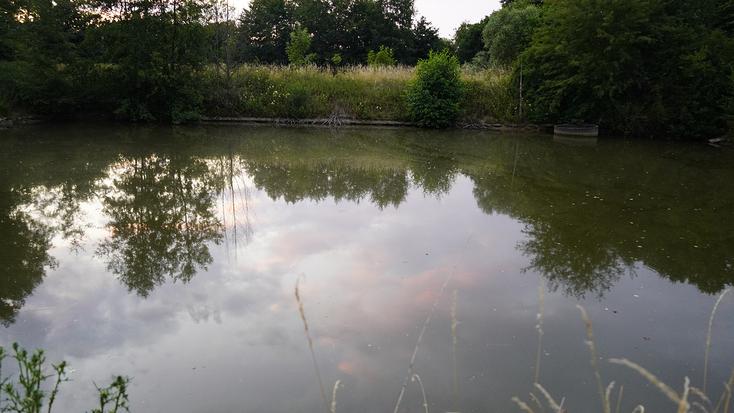 Teich 2