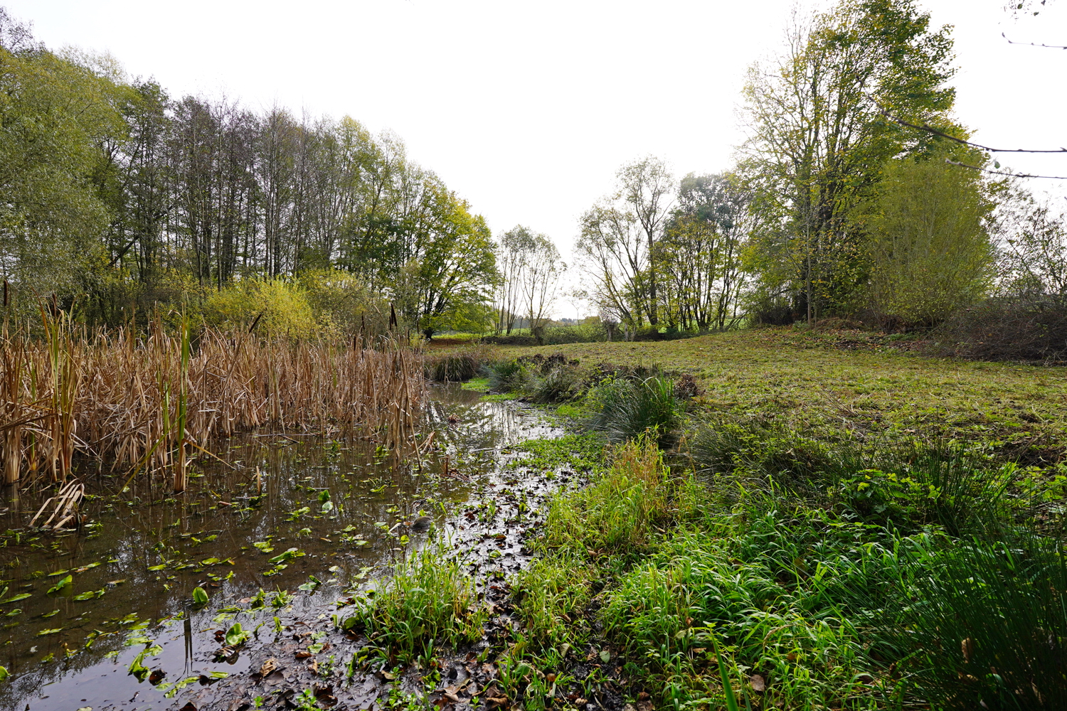 Foto: A. Röhm, Impression vom Biotop Kohlgrund
