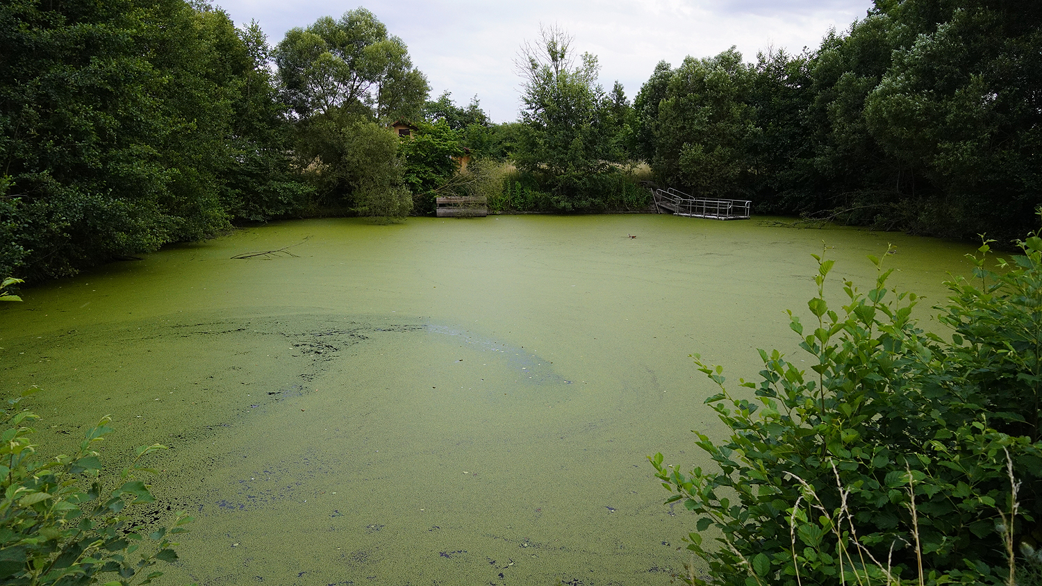 Teich 1