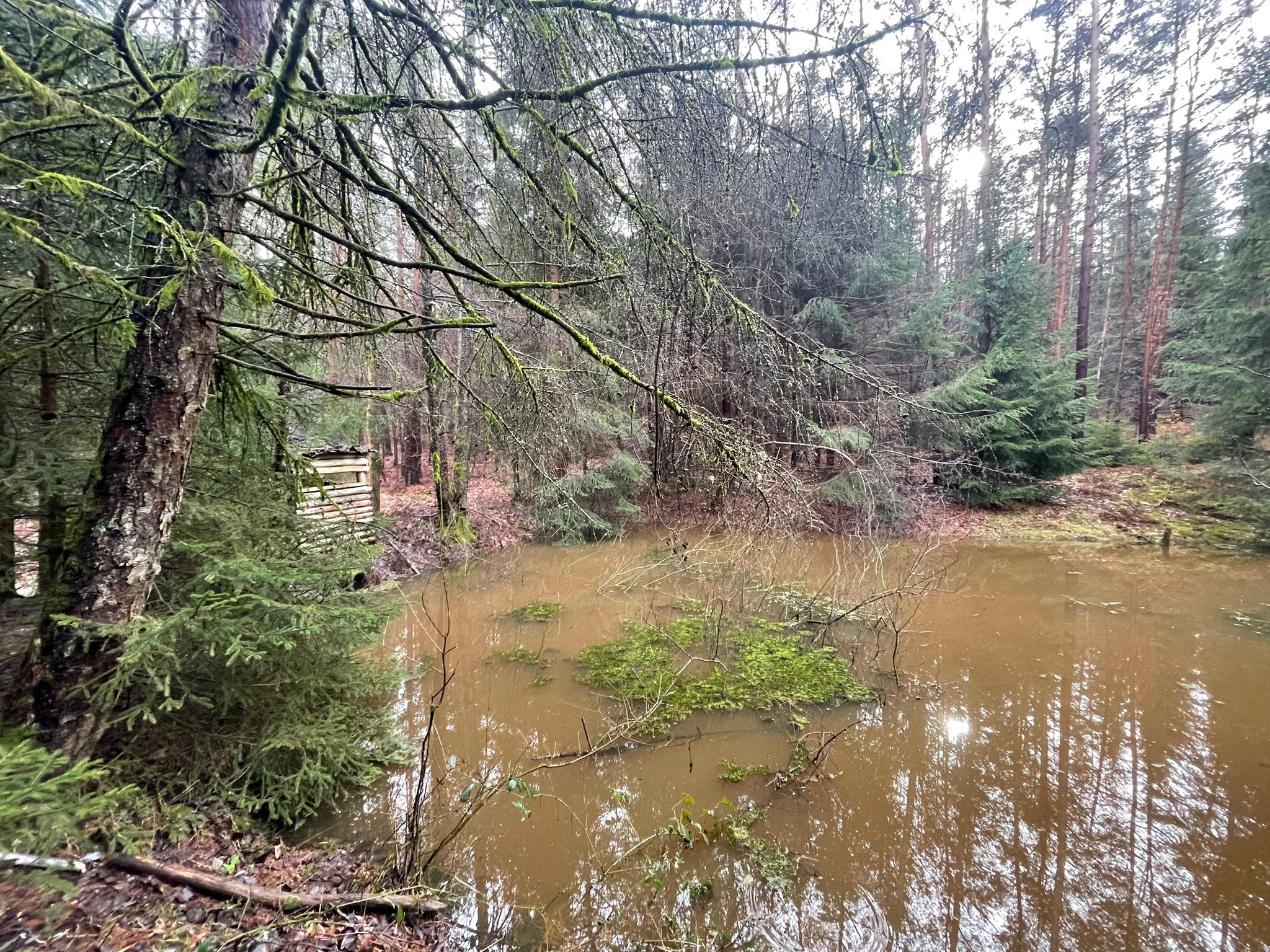 Der Teich hinter dem Bachlauf
